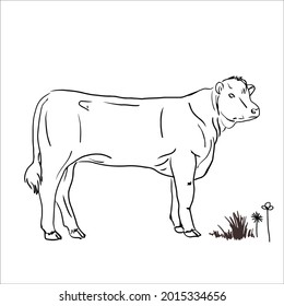 This is outline cow image for coloring