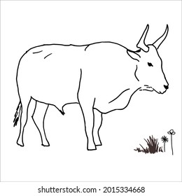 Esta es la imagen de bovino de esquema para colorear