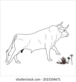 This is outline cow image for coloring