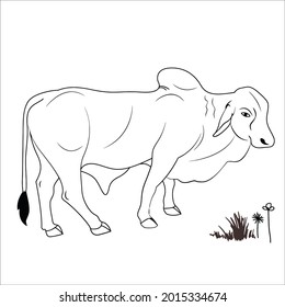 Esta es la imagen de bovino de esquema para colorear
