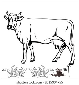 This is outline cow image for coloring