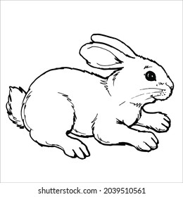 This is outline drawing coloring Rabbits Image.