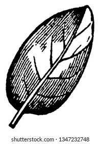 This is ovate leaf. An ovate leaf is described as being broadest below the middle and a simple way to remember this leaf that it is "egg-shaped, vintage line drawing or engraving illustration.