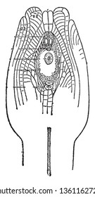 This is the ovule, which is a structure found in a plant which develops in seeds after fertilization, vintage line drawing or engraving illustration.