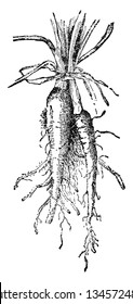 Esta es una verdura de ostra. Es un tipo de verdura. Está creciendo bajo tierra. Las hojas cultivan el lado superior de la verdura, el dibujo vintage o la ilustración de grabado.