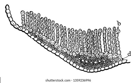 This is P. Commune Leaf. The whole of the upper leaf surface is occupied by a series of parallel photosynthetic lamellae. Chloroplasts can be seen here in the cells of the lamellae, vintage 