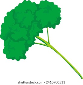 This is a parsley vector illustration.