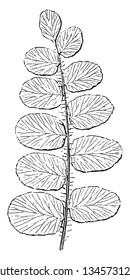 Esta é a planta Pellaea Rotundifolia. Pellaea rotundifolia tem folhas redondas. As frondes são longas. Há dez a vinte folhas de cada lado dos caules. Eles crescem rapidamente, mas permanecem pequenos, antigos 