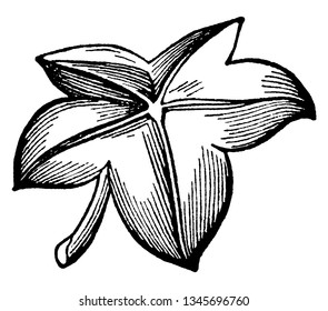 This is a peltate leaf. This leaf is an a shield-shaped leaf. a leaf that is not divided into parts and it is the centrally pelted leaves, vintage line drawing or engraving illustration.