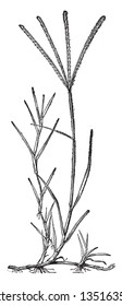 This is a perennial grass. The leaf blade is flattened with a sharp tip. It is also known as Bermuda grass and wire grass, vintage line drawing or engraving illustration.