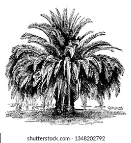 Das ist der Phoenix Canalensis Baum, der eine der wertvollsten Palmen, Vintage-Linien-Zeichnung oder Gravur-Illustration ist.