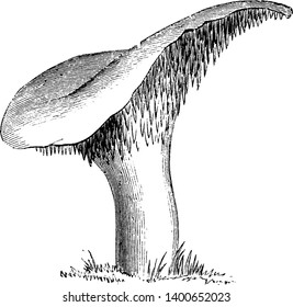 This pictuers showing a hydnum repandum mushroom. The upper cap is broad and thick. The Stalk is broad and round, vintage line drawing or engraving illustration.