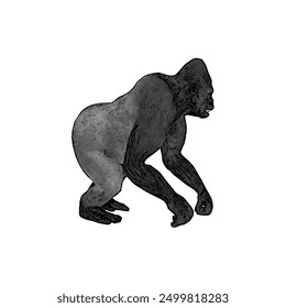 This picture is animal ilustration design of Gorila, king kong vector ilustration, design template