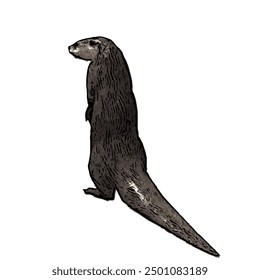 This picture is animal ilustration vector design of Otter, that image is isolated work for template 