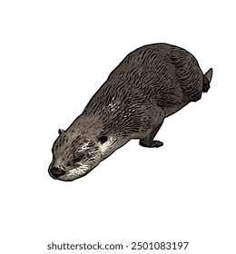 This picture is animal ilustration vector design of Otter, that image is isolated work for template 