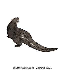 This picture is animal ilustration vector design of Otter, that image is isolated work for template 