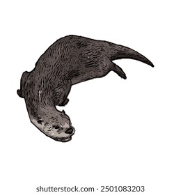 This picture is animal ilustration vector design of Otter, that image is isolated work for template 