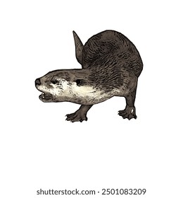 This picture is animal ilustration vector design of Otter, that image is isolated work for template 