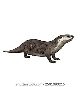 This picture is animal ilustration vector design of Otter, that image is isolated work for template 