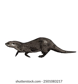 This picture is animal ilustration vector design of Otter, that image is isolated work for template 