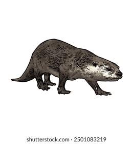 This picture is animal ilustration vector design of Otter, that image is isolated work for template 