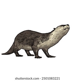 This picture is animal ilustration vector design of Otter, that image is isolated work for template 