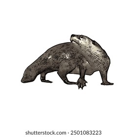 This picture is animal ilustration vector design of Otter, that image is isolated work for template 