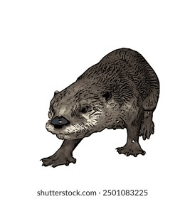 This picture is animal ilustration vector design of Otter, that image is isolated work for template 