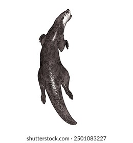 This picture is animal ilustration vector design of Otter, that image is isolated work for template 