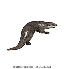 This picture is animal ilustration vector design of Otter, that image is isolated work for template 