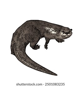 This picture is animal ilustration vector design of Otter, that image is isolated work for template 