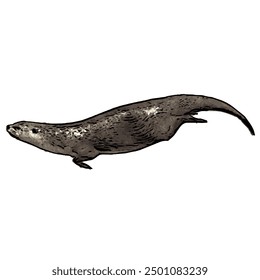 This picture is animal ilustration vector design of Otter, that image is isolated work for template 