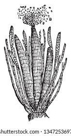 This is a picture of Antheridia and it is reproductive organ of a flowering plant, vintage line drawing or engraving illustration.
