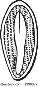 Dieses Bild von Barberry, das ist die innere Struktur in Samen. Es gibt eine Samen-Marke aus vielen Schichten. Embryo ist ein winziger Schutz durch Samen-Mantel, Vintage-Linie Zeichnung oder Gravur-Illustration.