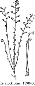 In this picture of beech drops plant, there are one leaf growing on per node, the leaf is very small. Flower growing on top of plant, vintage line drawing or engraving illustration.