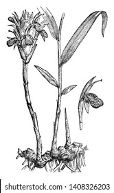 This Picture Belongs To A Ginger Plant And This Is The Original Plant Of The Zingiberaceae Family, Vintage Line Drawing Or Engraving Illustration.