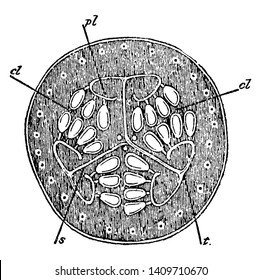 This picture belongs to the inside of the watermelon, in its cross-sectional view they have seeds associated and are from different substances, vintage line drawing or engraving illustration.