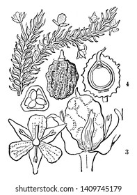 This picture belongs to a plant called Mayaca. In this, the part has been told about the process of germination, vintage line drawing or engraving illustration.