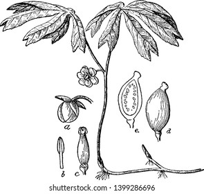 This picture belongs to a plant named Mayapple, in which it has been told about the process of planting till it gets bigger than germination, vintage line drawing or engraving illustration.