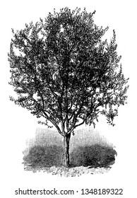 This picture belongs to a very large tree called the Olive Tree, vintage line drawing or engraving illustration.