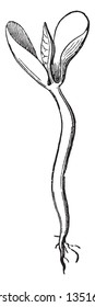 This picture is of Common Bean Seedling and the roots increased from seed, vintage line drawing or engraving illustration.
