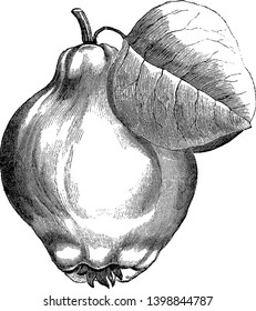 This picture is containing a Portugal quince pear with one leaf, vintage line drawing or engraving illustration.