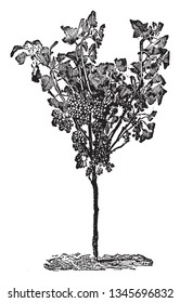 This is the Picture of Currant Training. Currants are small dried black grapes, which is used especially in cakes, vintage line drawing or engraving illustration.