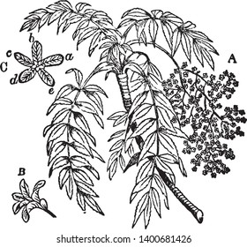 This picture is of a Cusso tree. It is the rose family native to the mountains of central and eastern Africa, vintage line drawing or engraving illustration.