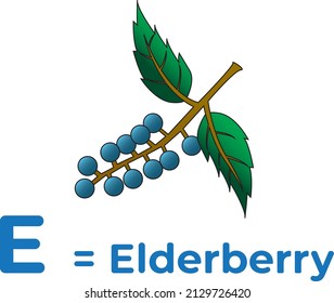 this is a picture of elderberry fruit as a learning medium for children to recognize the letters of the alphabet