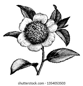 This is a picture of flower of Camellia Japonica Anemonaeflora. Its leaves are simple or compound with lobed, vintage line drawing or engraving illustration.