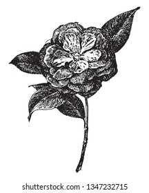 This is a picture of flower of President Clark Camellia Japonica. Its flowers have various colors, vintage line drawing or engraving illustration.