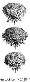 This is a picture of Flower-Heads of Callistephus Chinensis Vars. The flower heads are dark purple, vintage line drawing or engraving illustration.