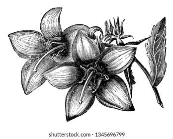 This is a picture of flowers of Campanula Laciniata. This is a rare flowering plant having large blue flowers, vintage line drawing or engraving illustration.