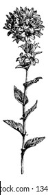 This is a picture of flower-spike of Campanula Glomerata. It has simple stem with basal leaves. Its flowers have five dark violet-blue or purplish-blue petals, vintage 